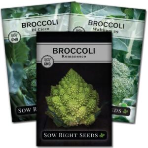 sow right seeds – broccoli seed collection for planting – individual packets broccoli di ciccio, romanesco, and waltham 29 non-gmo heirloom seeds to plant an outdoor home vegetable garden