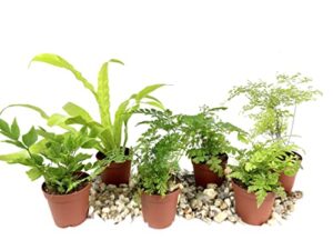 mini fairy garden – terrarium fern assortment – 6 live plants in 2 inch pots – rare ferns from florida – growers choice based on health, beauty and availability