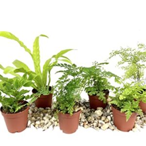 Mini Fairy Garden - Terrarium Fern Assortment - 6 Live Plants in 2 Inch Pots - Rare Ferns from Florida - Growers Choice Based On Health, Beauty and Availability