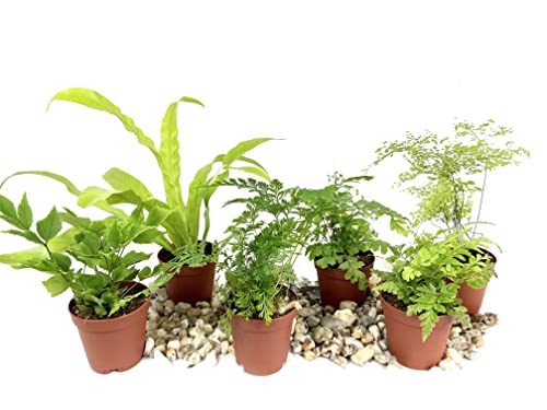 Mini Fairy Garden - Terrarium Fern Assortment - 6 Live Plants in 2 Inch Pots - Rare Ferns from Florida - Growers Choice Based On Health, Beauty and Availability