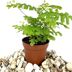 Mini Fairy Garden - Terrarium Fern Assortment - 6 Live Plants in 2 Inch Pots - Rare Ferns from Florida - Growers Choice Based On Health, Beauty and Availability