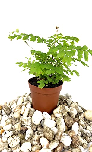 Mini Fairy Garden - Terrarium Fern Assortment - 6 Live Plants in 2 Inch Pots - Rare Ferns from Florida - Growers Choice Based On Health, Beauty and Availability