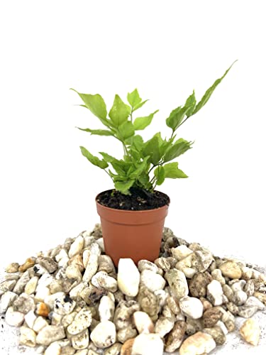 Mini Fairy Garden - Terrarium Fern Assortment - 6 Live Plants in 2 Inch Pots - Rare Ferns from Florida - Growers Choice Based On Health, Beauty and Availability