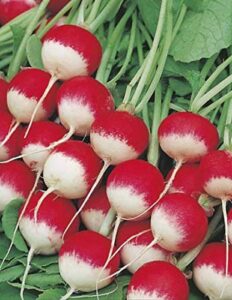 600 sparkler radish seeds for planting heirloom non gmo garden vegetable bulk survival