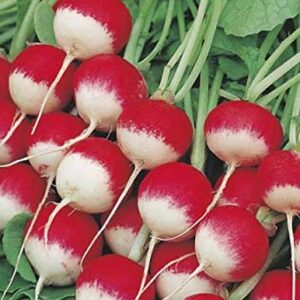 600 Sparkler Radish Seeds for Planting Heirloom Non GMO Garden Vegetable Bulk Survival