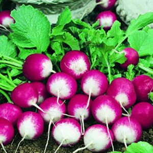 600 Sparkler Radish Seeds for Planting Heirloom Non GMO Garden Vegetable Bulk Survival