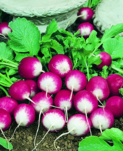 600 Sparkler Radish Seeds for Planting Heirloom Non GMO Garden Vegetable Bulk Survival