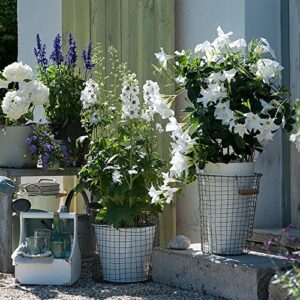 CHUXAY GARDEN White King Delphinium-Larkspur 150 Seeds Rare Ranunculaceae Flowering Plant White Angel Ornamental Garden Shows Low-Maintenance