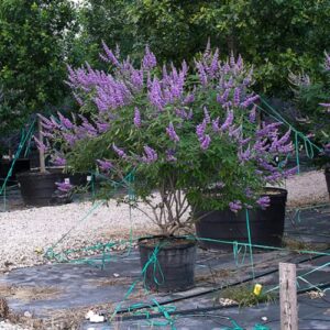 CHUXAY GARDEN 25 Seeds Vitex Agnus-castus 'Shoal Creek' Seeds,Chaste Tree,Monk's Pepper Tree,Chasteberry Hardy Deciduous Vase-Shaped Shrub Showy Accent Decorative Garden