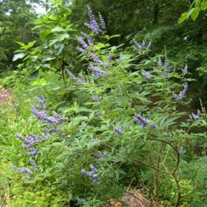 CHUXAY GARDEN 25 Seeds Vitex Agnus-castus 'Shoal Creek' Seeds,Chaste Tree,Monk's Pepper Tree,Chasteberry Hardy Deciduous Vase-Shaped Shrub Showy Accent Decorative Garden