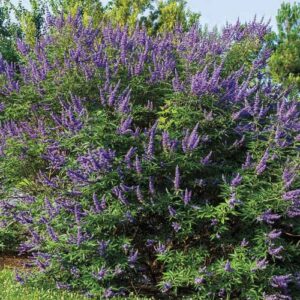 CHUXAY GARDEN 25 Seeds Vitex Agnus-castus 'Shoal Creek' Seeds,Chaste Tree,Monk's Pepper Tree,Chasteberry Hardy Deciduous Vase-Shaped Shrub Showy Accent Decorative Garden