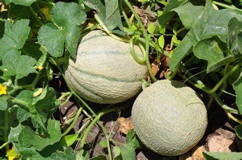 25 Cantaloupe Seeds for Planting Planters Jumbo Heirloom Non GMO 0.75+ Grams Garden Vegetable Bulk Survival Hominy