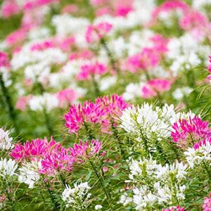 outsidepride cleome garden cut flower seed mix – 1000 seeds