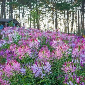 Outsidepride Cleome Garden Cut Flower Seed Mix - 1000 Seeds