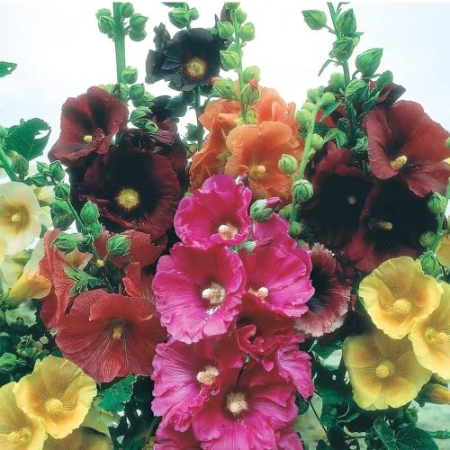 YEGAOL Garden 220Pcs Mixed Color Hollyhock Seeds Alcea Rugosa Self-Seed Non-GMO Attract Pollinators Annual Outdoor Beds Borders Patio Garden Plant Flower Seeds