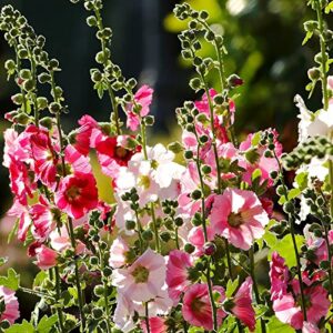 YEGAOL Garden 220Pcs Mixed Color Hollyhock Seeds Alcea Rugosa Self-Seed Non-GMO Attract Pollinators Annual Outdoor Beds Borders Patio Garden Plant Flower Seeds