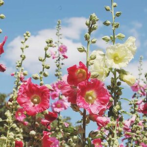 YEGAOL Garden 220Pcs Mixed Color Hollyhock Seeds Alcea Rugosa Self-Seed Non-GMO Attract Pollinators Annual Outdoor Beds Borders Patio Garden Plant Flower Seeds