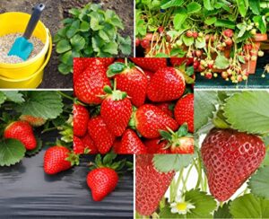 200+ red climbing strawberry seeds for planting – easy to grow everbearing garden fruit seeds – ships from iowa, usa