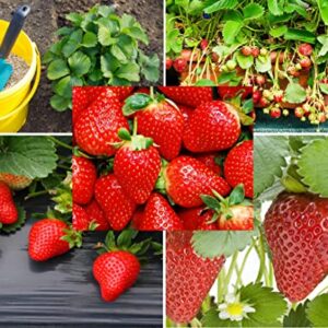 200+ Red Climbing Strawberry Seeds for Planting - Easy to Grow Everbearing Garden Fruit Seeds - Ships from Iowa, USA