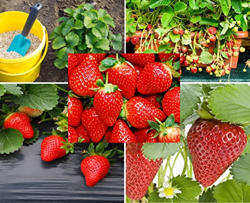 200+ Red Climbing Strawberry Seeds for Planting - Easy to Grow Everbearing Garden Fruit Seeds - Ships from Iowa, USA