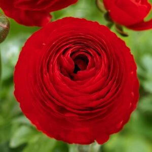 25 red ranunculus bulbs for planting – buttercup flower bulb value bag – plant in gardens, containers & flowerbeds – easy to grow fall perennial flowers bulbs by willard & may