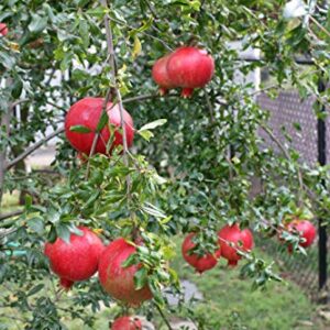 Pixies Gardens Russian Pomegranate Tree Considered The Sweetest of All Pomegranates (1 Gallon Potted)