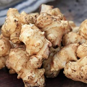 Jerusalem Artichoke Tubers Planting, 0.5 LB Ornaments Garden Perennials Simple to Grow Pots Gift