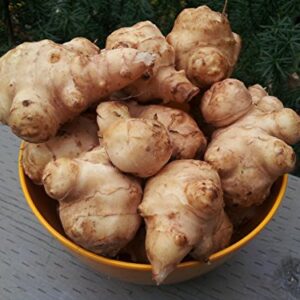 Jerusalem Artichoke Tubers Planting, 0.5 LB Ornaments Garden Perennials Simple to Grow Pots Gift