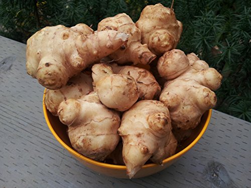 Jerusalem Artichoke Tubers Planting, 0.5 LB Ornaments Garden Perennials Simple to Grow Pots Gift