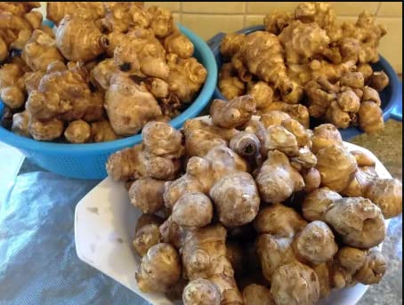 Jerusalem Artichoke Tubers Planting, 0.5 LB Ornaments Garden Perennials Simple to Grow Pots Gift