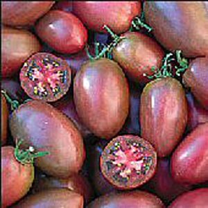 purple russian tomato seeds (20+ seeds) | non gmo | vegetable fruit herb flower seeds for planting | home garden greenhouse pack