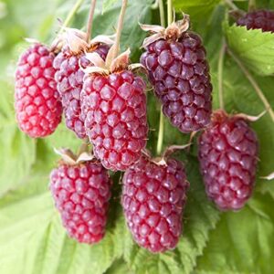 loganberry plant live from 6 to 10 inc height, berry fruits planting ornaments perennial garden simple to grow pots