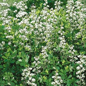 outsidepride perennial baptisia alba wild white indigo garden flower plant seeds – 200 seeds