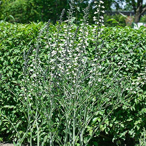 Outsidepride Perennial Baptisia Alba Wild White Indigo Garden Flower Plant Seeds - 200 Seeds