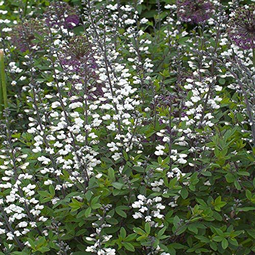 Outsidepride Perennial Baptisia Alba Wild White Indigo Garden Flower Plant Seeds - 200 Seeds