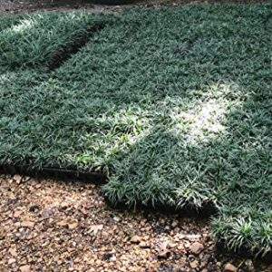 Dwarf Mondo Grass Qty 90 Live Plants Shade Loving Evergreen Ground Cover