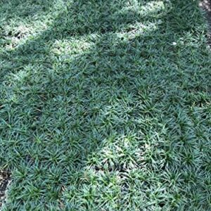 Dwarf Mondo Grass Qty 90 Live Plants Shade Loving Evergreen Ground Cover