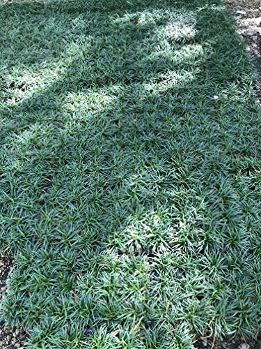 Dwarf Mondo Grass Qty 90 Live Plants Shade Loving Evergreen Ground Cover