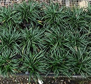 Dwarf Mondo Grass Qty 90 Live Plants Shade Loving Evergreen Ground Cover