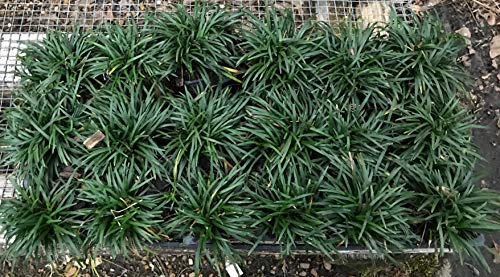 Dwarf Mondo Grass Qty 90 Live Plants Shade Loving Evergreen Ground Cover