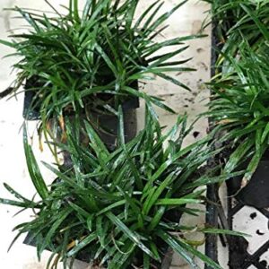 Dwarf Mondo Grass Qty 90 Live Plants Shade Loving Evergreen Ground Cover