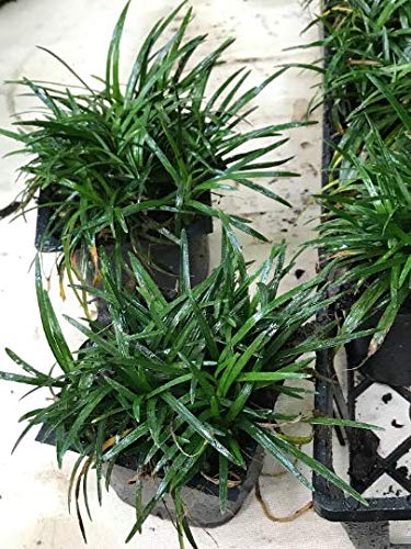 Dwarf Mondo Grass Qty 90 Live Plants Shade Loving Evergreen Ground Cover