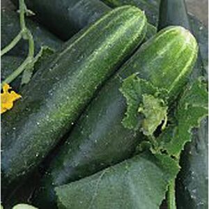 japanese climbing cucumbers seeds (20+ seeds) | non gmo | vegetable fruit herb flower seeds for planting | home garden greenhouse pack