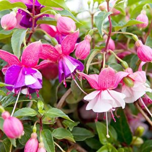 mixed fuchsia seeds tropical plant attracts hummingbirds gmo free bed border hanging baskets potted indoor outdoor 50pcs flower seeds by yegaol garden