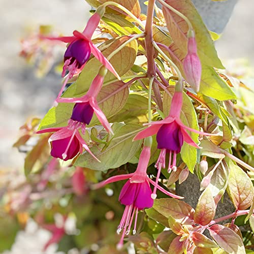 Mixed Fuchsia Seeds Tropical Plant Attracts Hummingbirds GMO Free Bed Border Hanging Baskets Potted Indoor Outdoor 50Pcs Flower Seeds by YEGAOL Garden