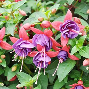 Mixed Fuchsia Seeds Tropical Plant Attracts Hummingbirds GMO Free Bed Border Hanging Baskets Potted Indoor Outdoor 50Pcs Flower Seeds by YEGAOL Garden