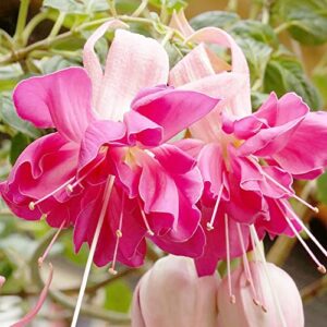 Mixed Fuchsia Seeds Tropical Plant Attracts Hummingbirds GMO Free Bed Border Hanging Baskets Potted Indoor Outdoor 50Pcs Flower Seeds by YEGAOL Garden