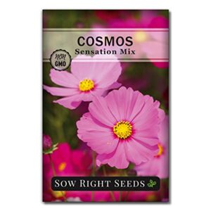 sow right seeds – sensation cosmos flower seed for planting, beautiful flowers to plant in your garden; non-gmo heirloom seeds; wonderful gardening gifts (1)