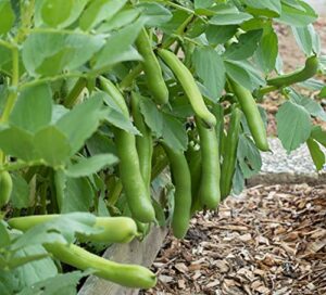 david’s garden seeds bean fava windsor fba-4221 (green) 25 non-gmo, heirloom seeds