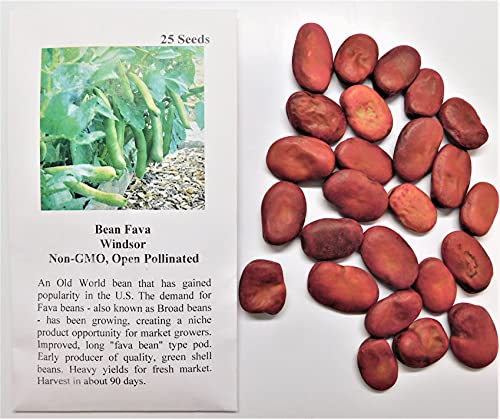 David's Garden Seeds Bean Fava Windsor FBA-4221 (Green) 25 Non-GMO, Heirloom Seeds